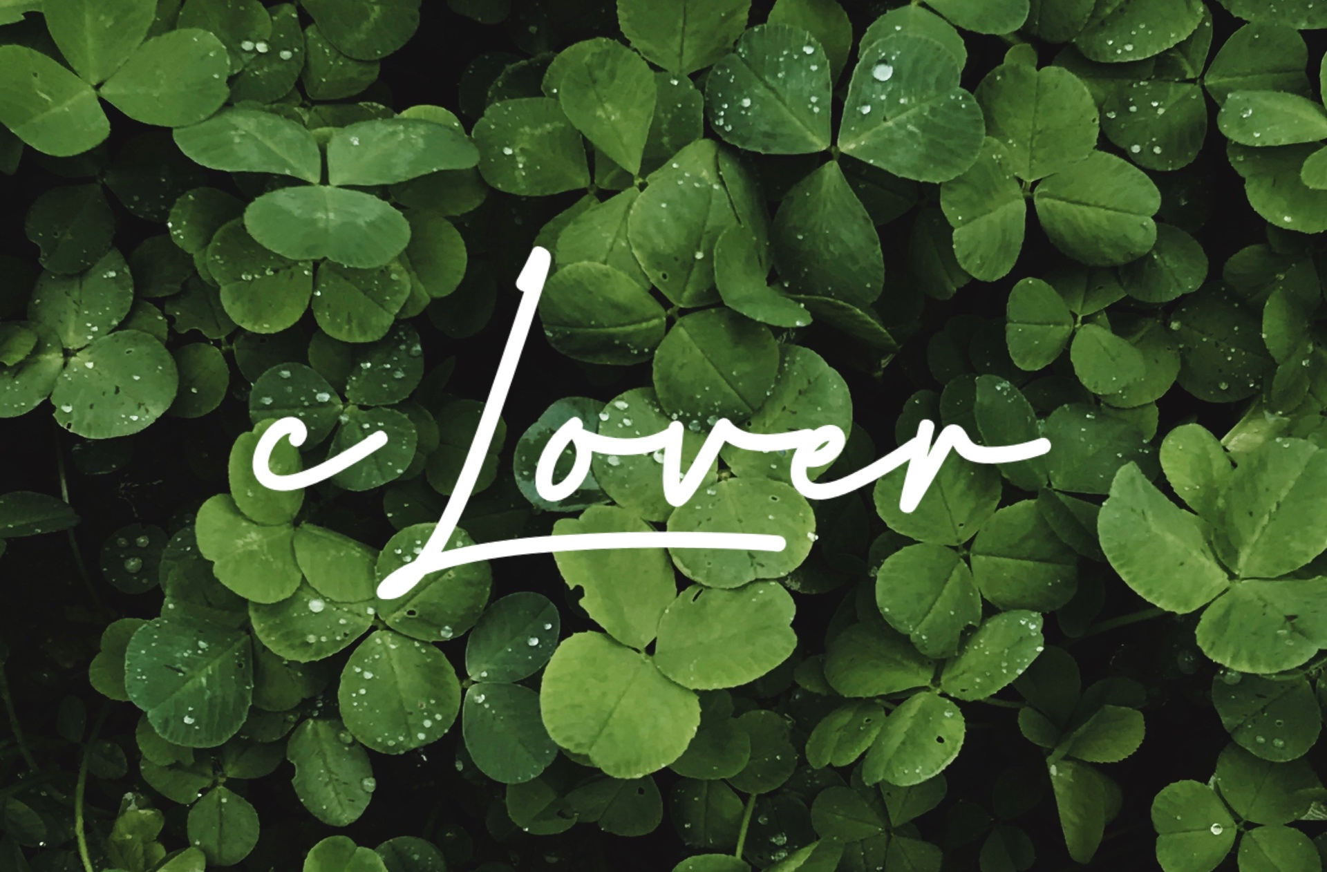 Handwritten cLOVEr script over clover leaves