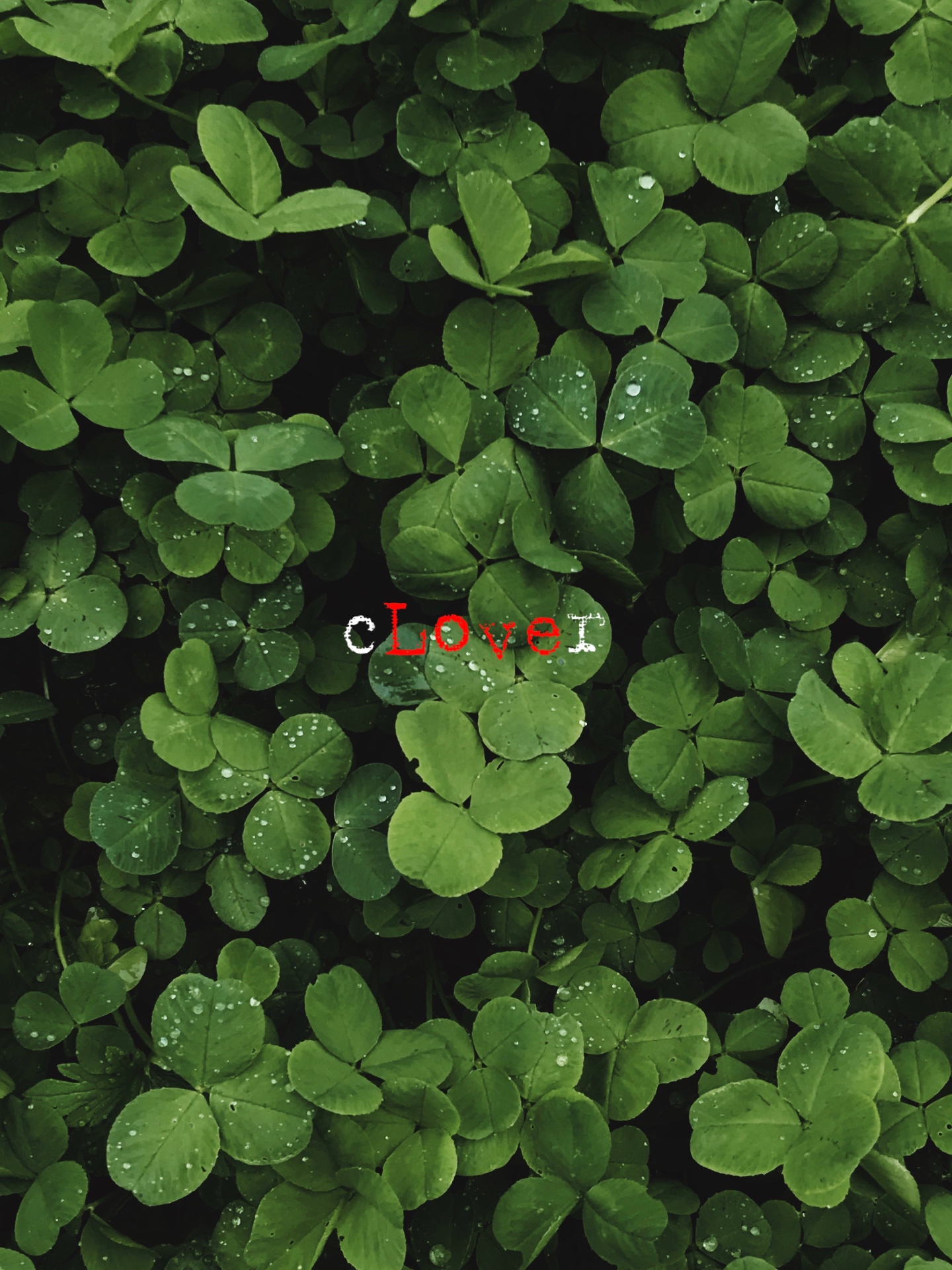 Distressed cLOVEr wordmark over a red-lit clover field